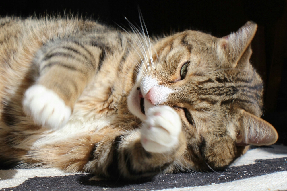 Asigned Subject In Class B By Shelby Lukowski For Shadow Boxing OCT-2018.jpg